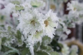 white flowers in the snow close up