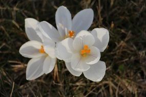 White spring crocus