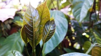 natural green leaf in the sun light