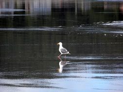 gull walking on a water