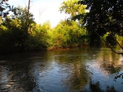 forest wide river