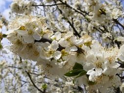 lush plum flowers close-up