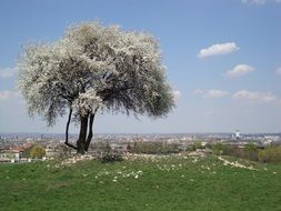 White flowering tree in the meadow