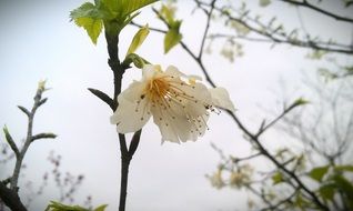 white flowers of a peach tree closeup