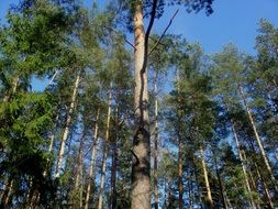 forest against a clear blue sky