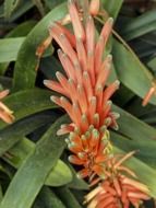 exotic flower with green leaves in a botanical garden