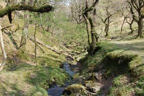 creek among deciduous forest on a sunny day