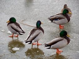 ducks on a frozen pond