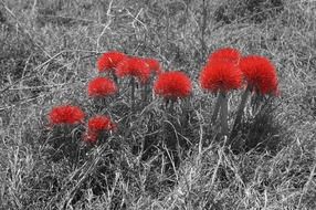 Reds black white outline
