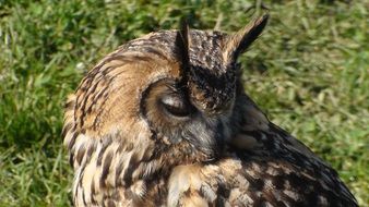 the head of an owl on a background of green grass