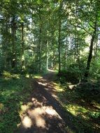 gorgeous forest path