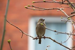 songbird is sitting on a branch