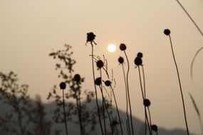 sunset sun behind plants in china