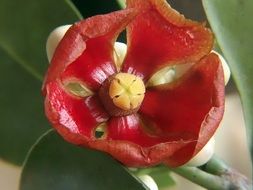 Wild coffee red flower close-up