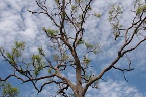 big half-tree against the sky