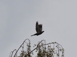 grey dove above the tree