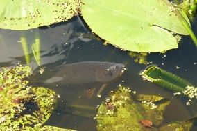 Fish in the water under the green leaves of a water lily