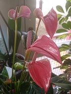 flowering houseplant