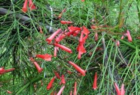 Beautiful firecracker plant with red flowers and green leaves in Karnataka, India