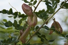 bush seeds closeup