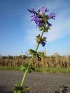 salvia pratensis close-up on blurred background