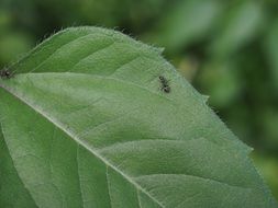black ant on leaf closeup