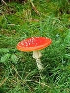 poison mushrooms fly agaric
