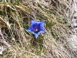 gentian is a blue mountain flower