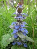 purple ajuga reptans