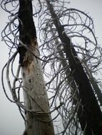 bare twisted tree branches in a mystical forest