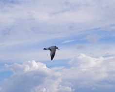 seagull flies under white clouds