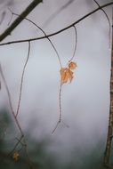 Orange leaf in nature