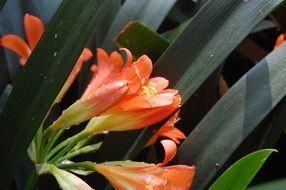 orange flowers among dark green oblong leafs close-up