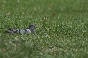 grey pigeon on green lawn