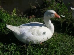 white goose on the green grass