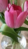 pink tulip flower blossom