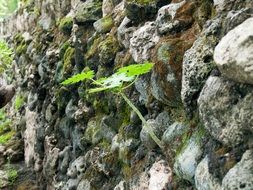 plant on a rocks