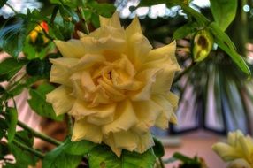 Yellow flower rose bloom plant petal