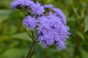 Beautiful, purple, fluffy flowers in the garden with green plants