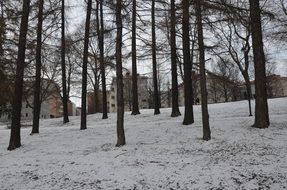 winter park with trees landscape