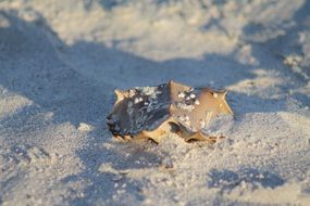 crab like a horseshoe in the sand