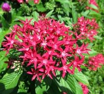 red pentas flowers