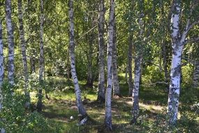 Black and white birch trees in a beautiful forest in Sweden