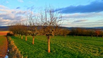 green field in springtime