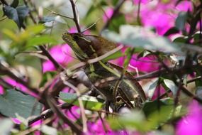 lizard on a tree in the animal world