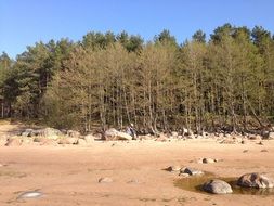 Green forest on the shore