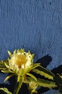 yellow flower on a background of a blue wall in the garden