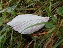 inverted leaf on green grass