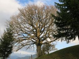 Landscape of autumn tree