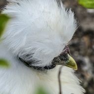 Cute white chicken with fluffy tuft